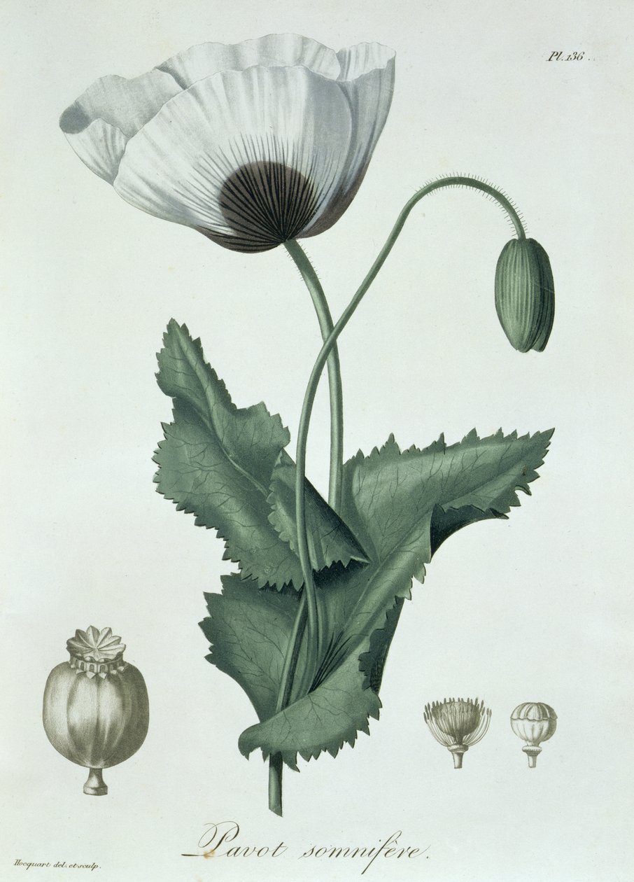 来自&39;Phytographie Medicale&39;的Papaver Somniferum作者Joseph Roques（1772-1850），1821年出版 作者 LFJ霍夸特