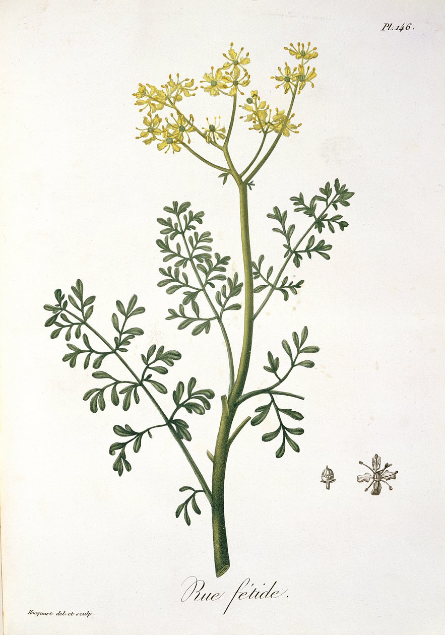 约瑟夫罗克斯（1772-1850）的“Phytographie Medicale”中的Rue，发表于1821年 作者 LFJ霍夸特