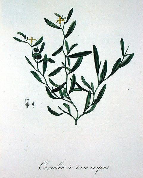 约瑟夫-罗克（1772-1850）的《医学植物志》中的三壳荠菜，1821年出版（雕刻）。 作者 LFJ霍夸特