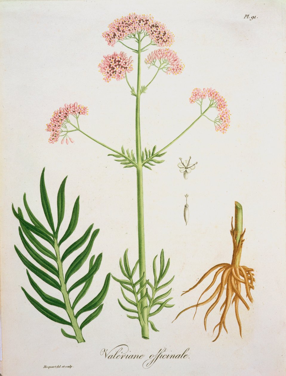 来自约瑟夫罗克斯（1772-1850）的&39;Phytographie Medicale&39;的缬草，于1821年出版 作者 LFJ霍夸特