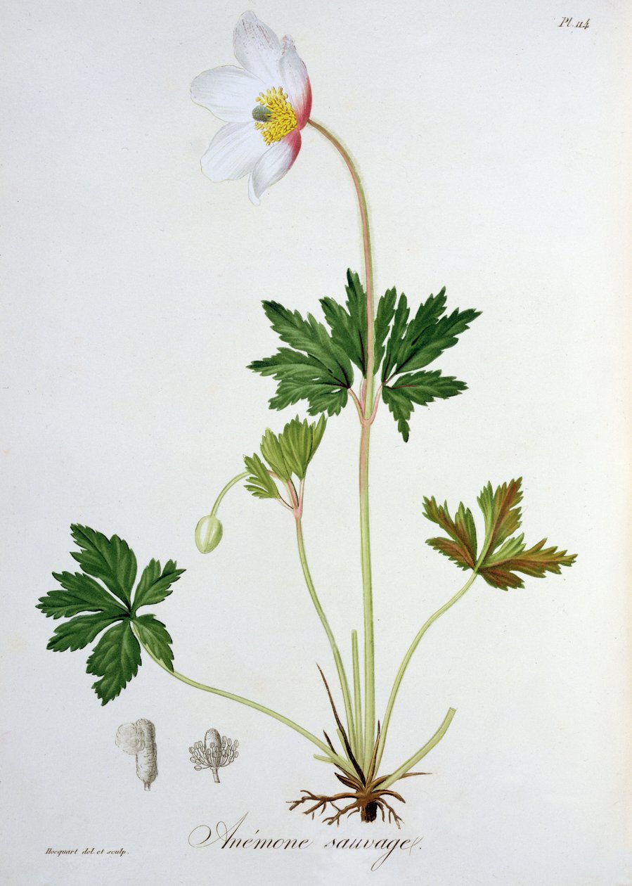来自&39;Phytographie Medicale&39;的木制海葵由Joseph Roques（1772-1850）发表于1821年 作者 LFJ霍夸特