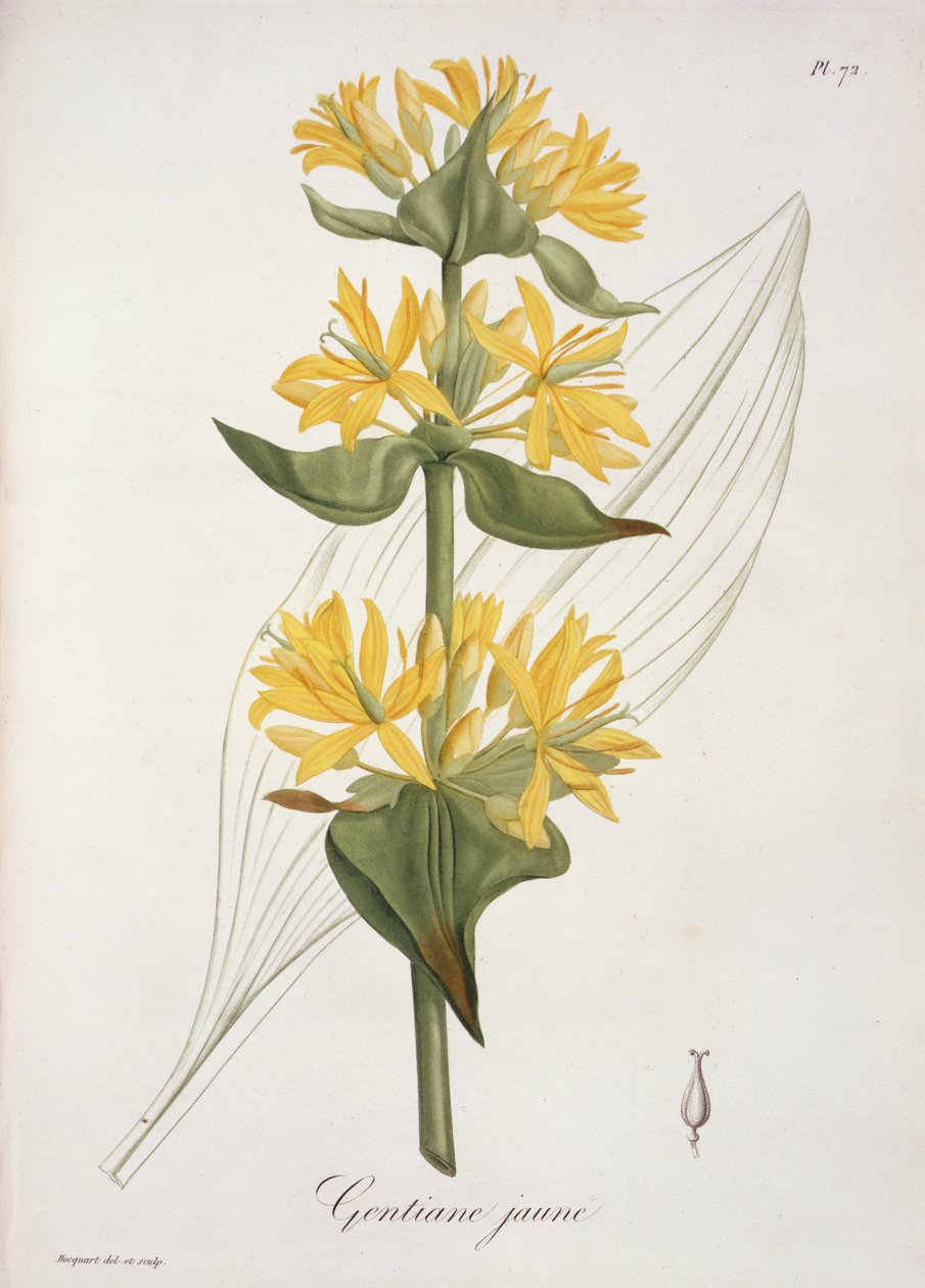 来自&39;Phytographie Medicale&39;的黄色龙胆由Joseph Roques（1772-1850）出版，于1821年出版 作者 LFJ霍夸特