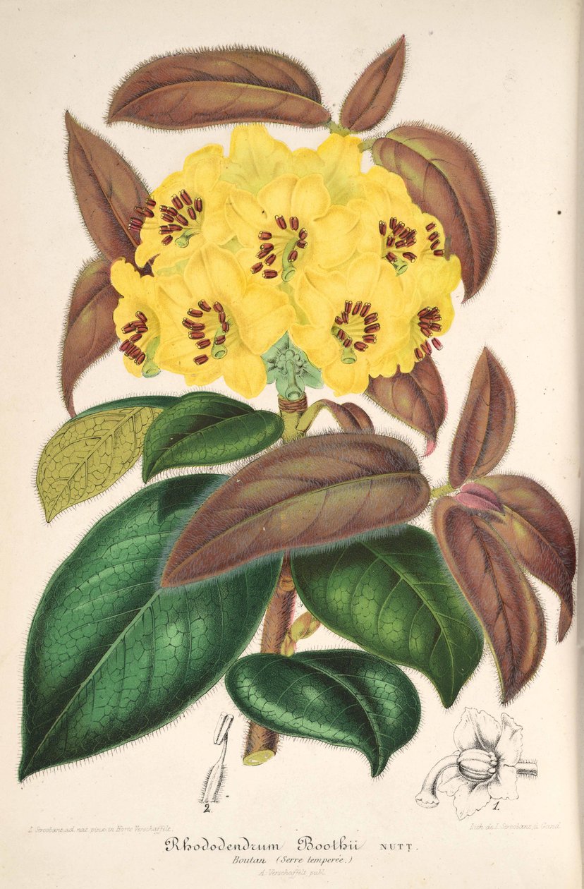 Rhododendron boothii 作者 L'illustration horticole