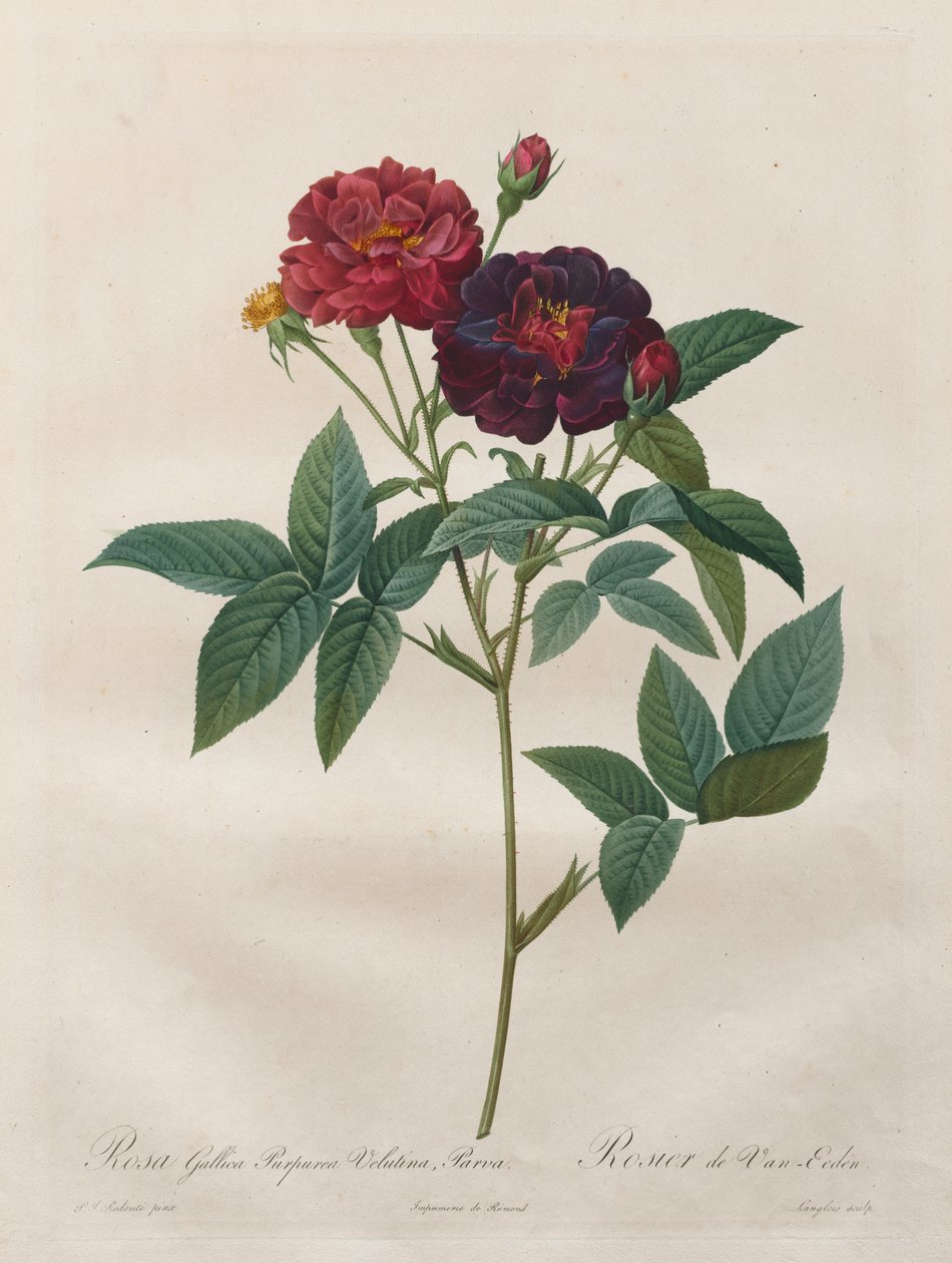 玫瑰：高卢蔷薇（Rosa Gallica Purpurea Velutina Parva 作者 朗洛瓦