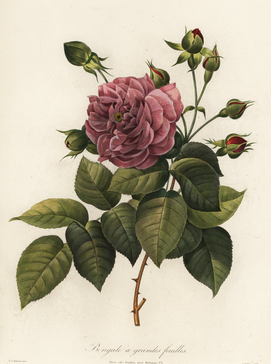 孟加拉玫瑰，Rosa chinensis 品种，Bengale a grandes feuilles 作者 朗格洛伊斯朗格洛伊斯