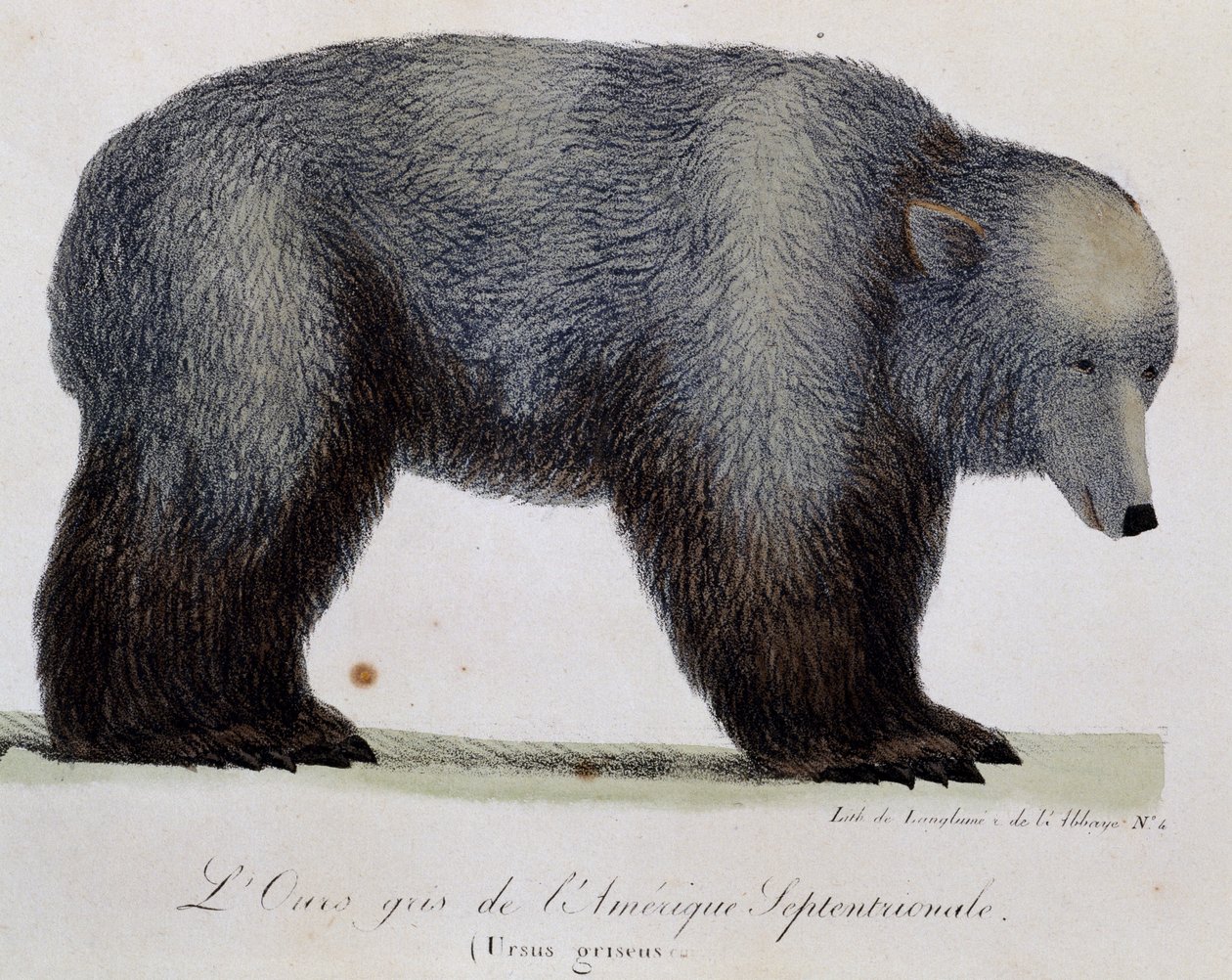 灰熊（Ursus griseus），来自《世界之旅》（Voyage pittoresque autour du monde）。 作者 朗格勒朗格勒