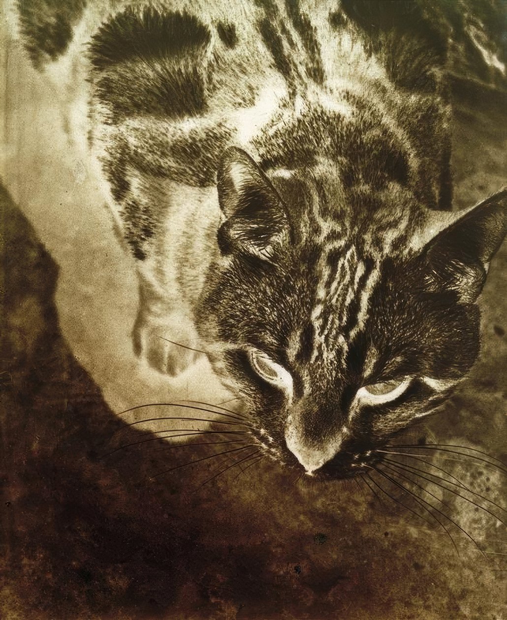 猫（负片） 作者 拉斯洛·莫霍利·纳吉（Laszlo Moholy Nagy）
