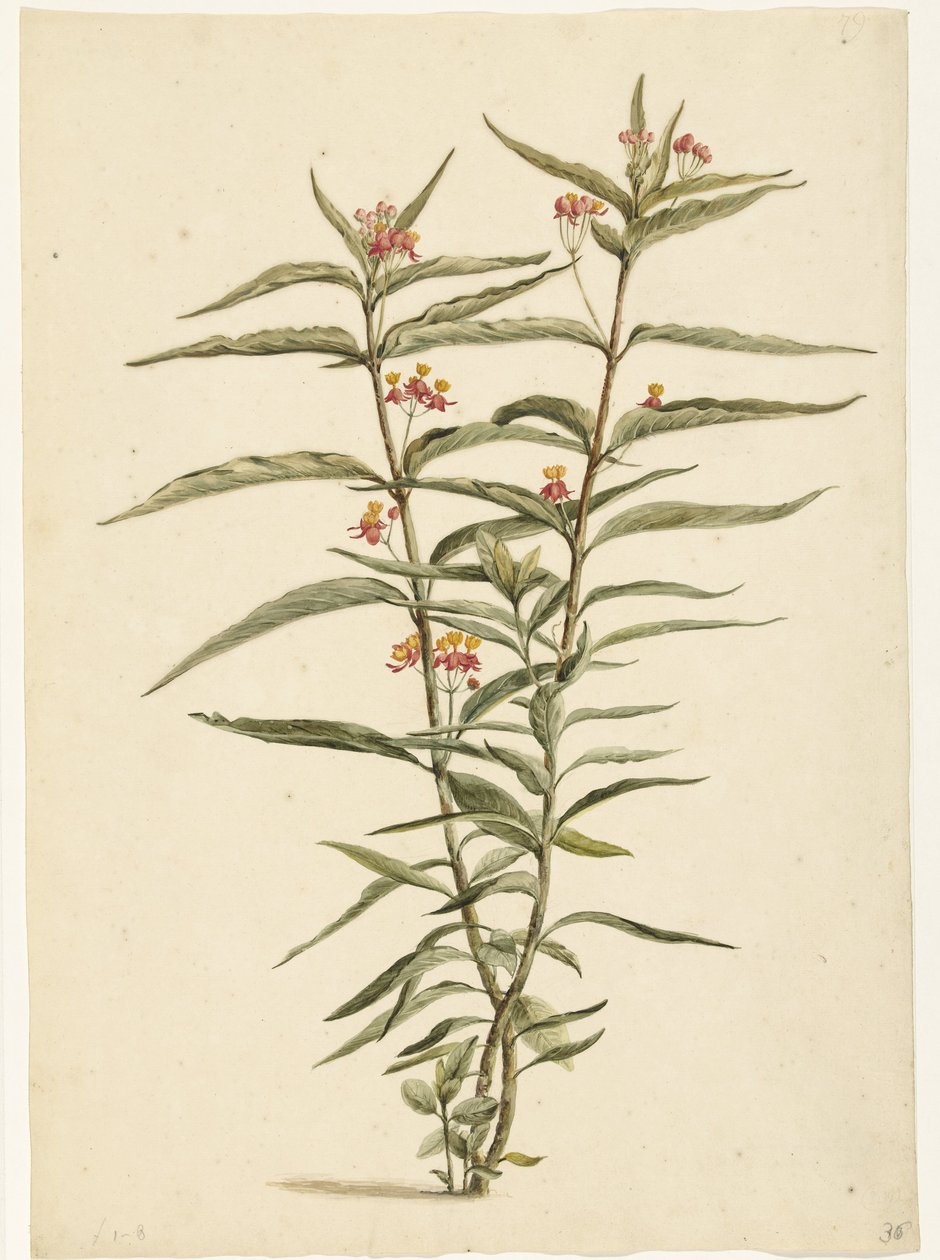 花铁线莲（Asclepias curassavica） 作者 劳伦斯·文森茨。范德文