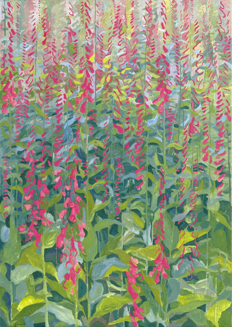 毛地黄，2014年 作者 雷·格洛弗（Leigh Glover）