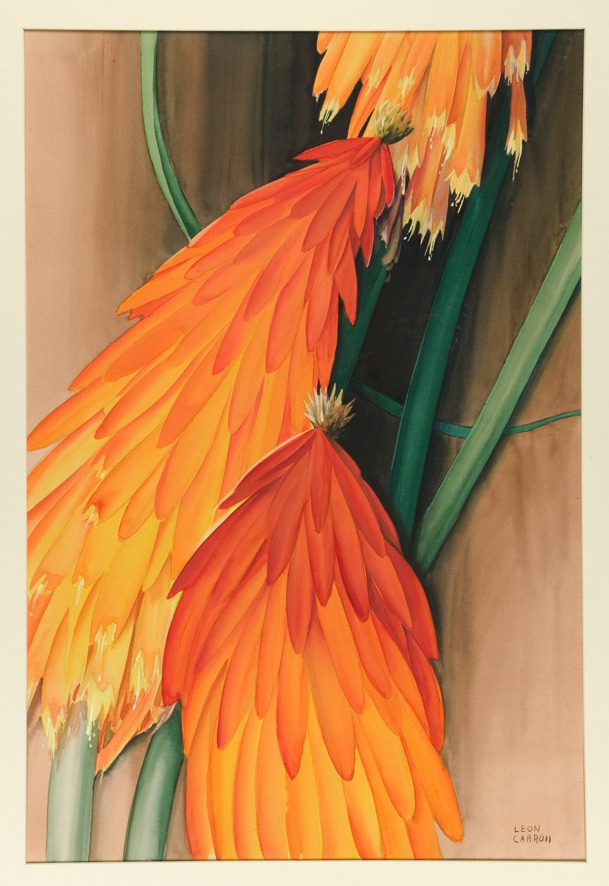 Skyrocket (Red Hot Poker) 作者 莱昂卡罗尔