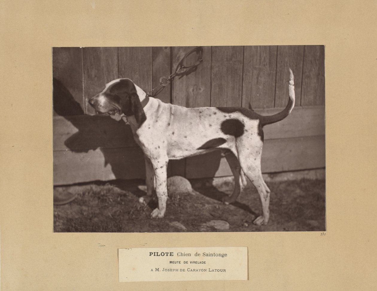 Pilote, Chien de Saintonge, Meute de Virelade, A.M. Joseph de Carayon Latour 作者 里昂·克雷米耶