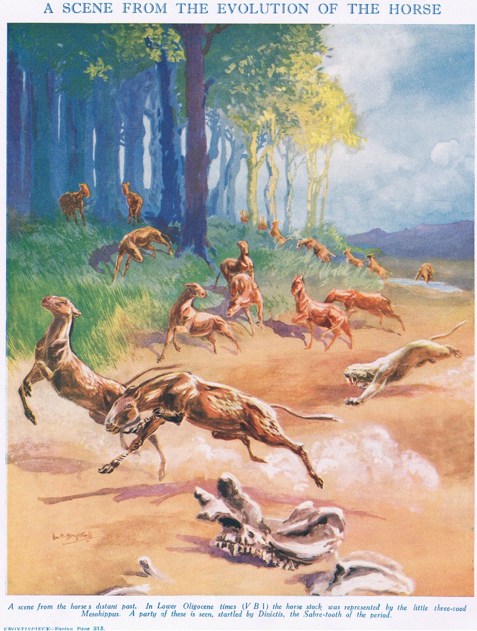 Mesohippus，来自&39;生命科学&39;的插图 作者 伦纳德·罗伯特·布莱特威尔