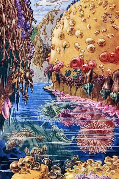英国海滨生活》插图，1947年印制（彩色平印）。 作者 伦纳德·罗伯特·布莱特威尔