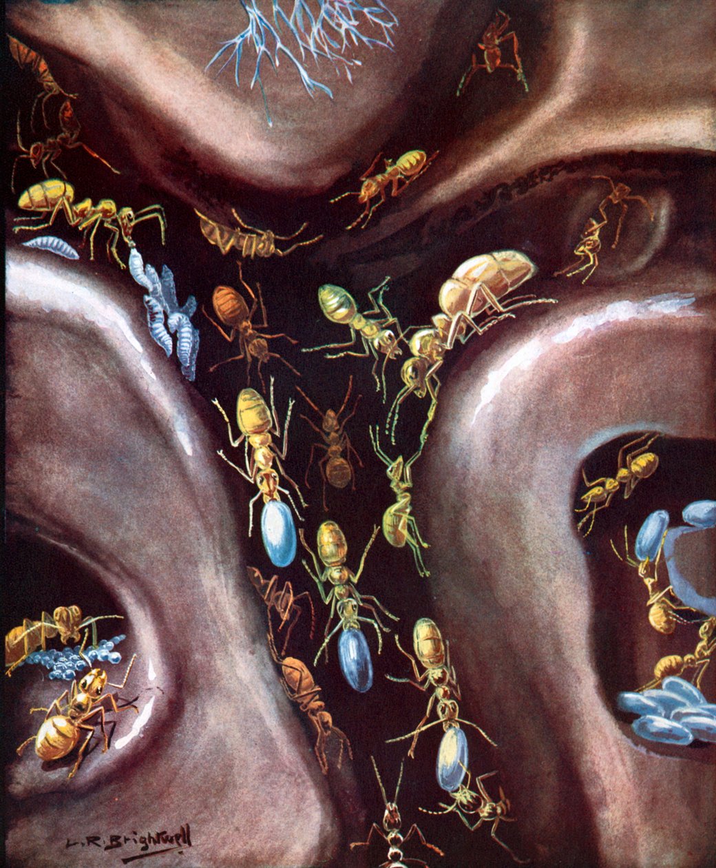  作者 伦纳德·罗伯特·布莱特威尔