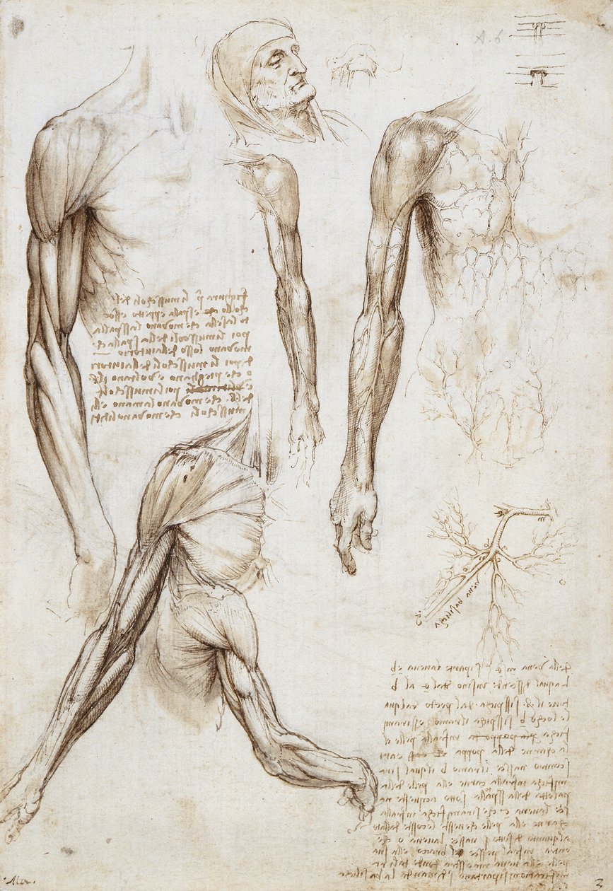 胸围长度的死或濒死人 作者 达芬奇（Leonardo da Vinci）