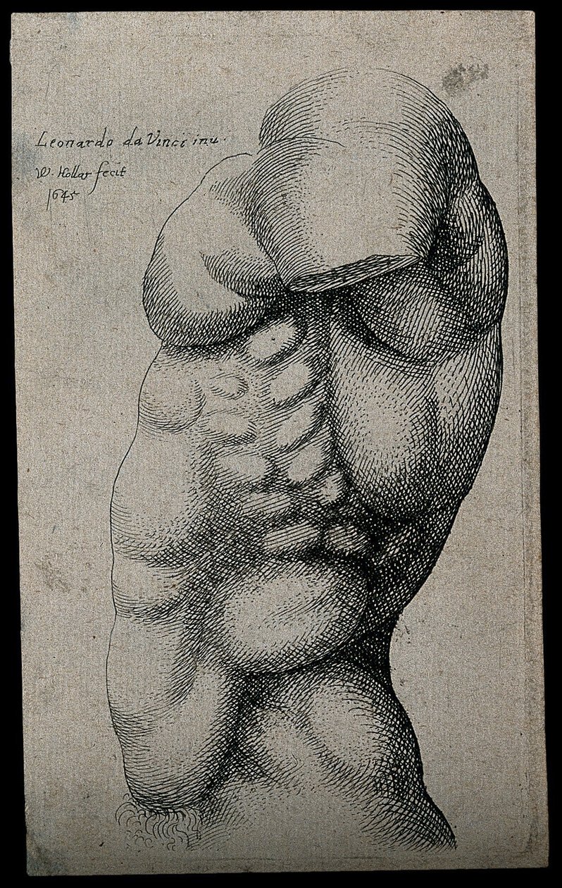 没有手臂的男性躯干 作者 达芬奇（Leonardo da Vinci）