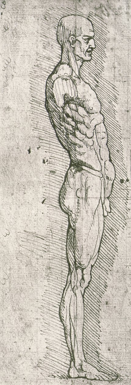 解剖学研究（纸和笔墨水） 作者 达芬奇（Leonardo da Vinci）
