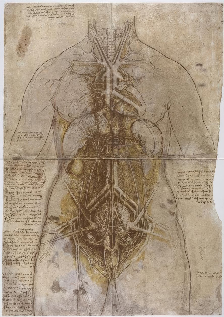 Anatomiestudie 作者 达芬奇（Leonardo da Vinci）
