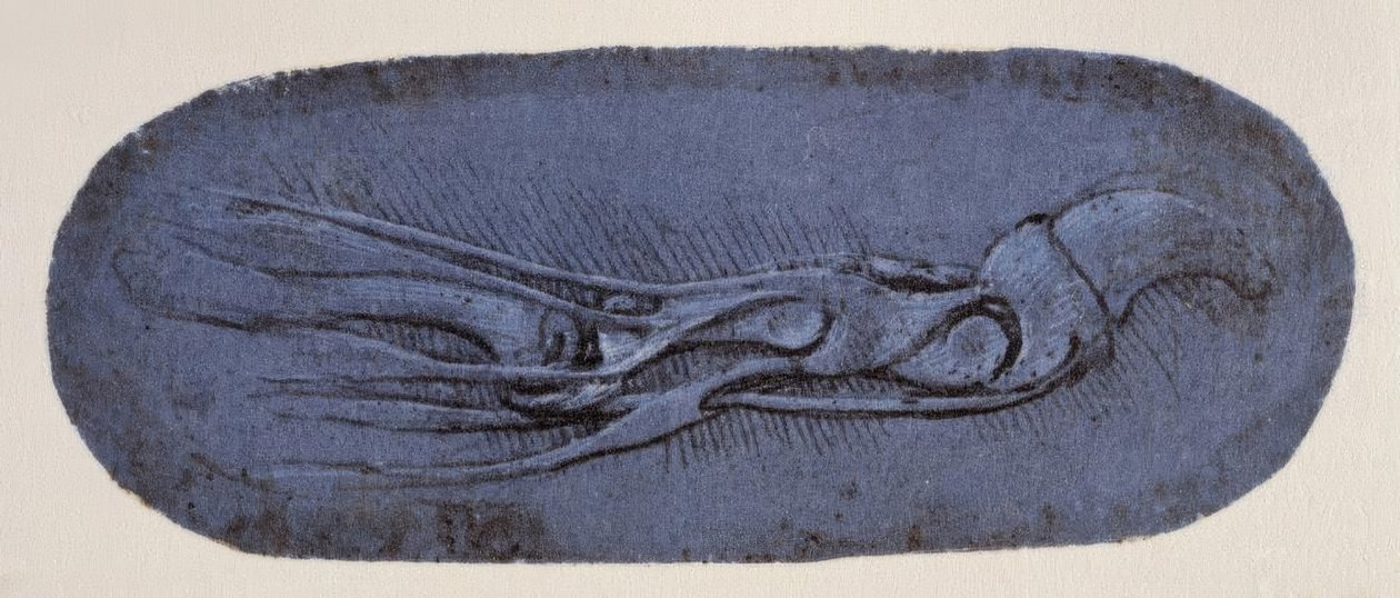 Anatomiestudie 作者 达芬奇（Leonardo da Vinci）
