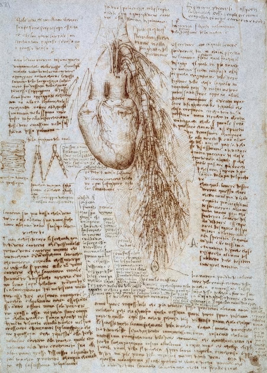 解剖研究：心脏和周围血管以及肺部 作者 达芬奇（Leonardo da Vinci）