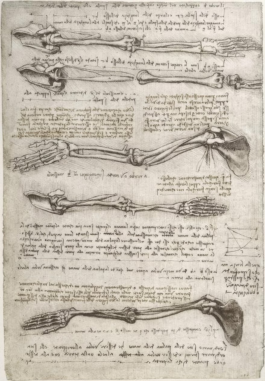 解剖学研究 作者 达芬奇（Leonardo da Vinci）