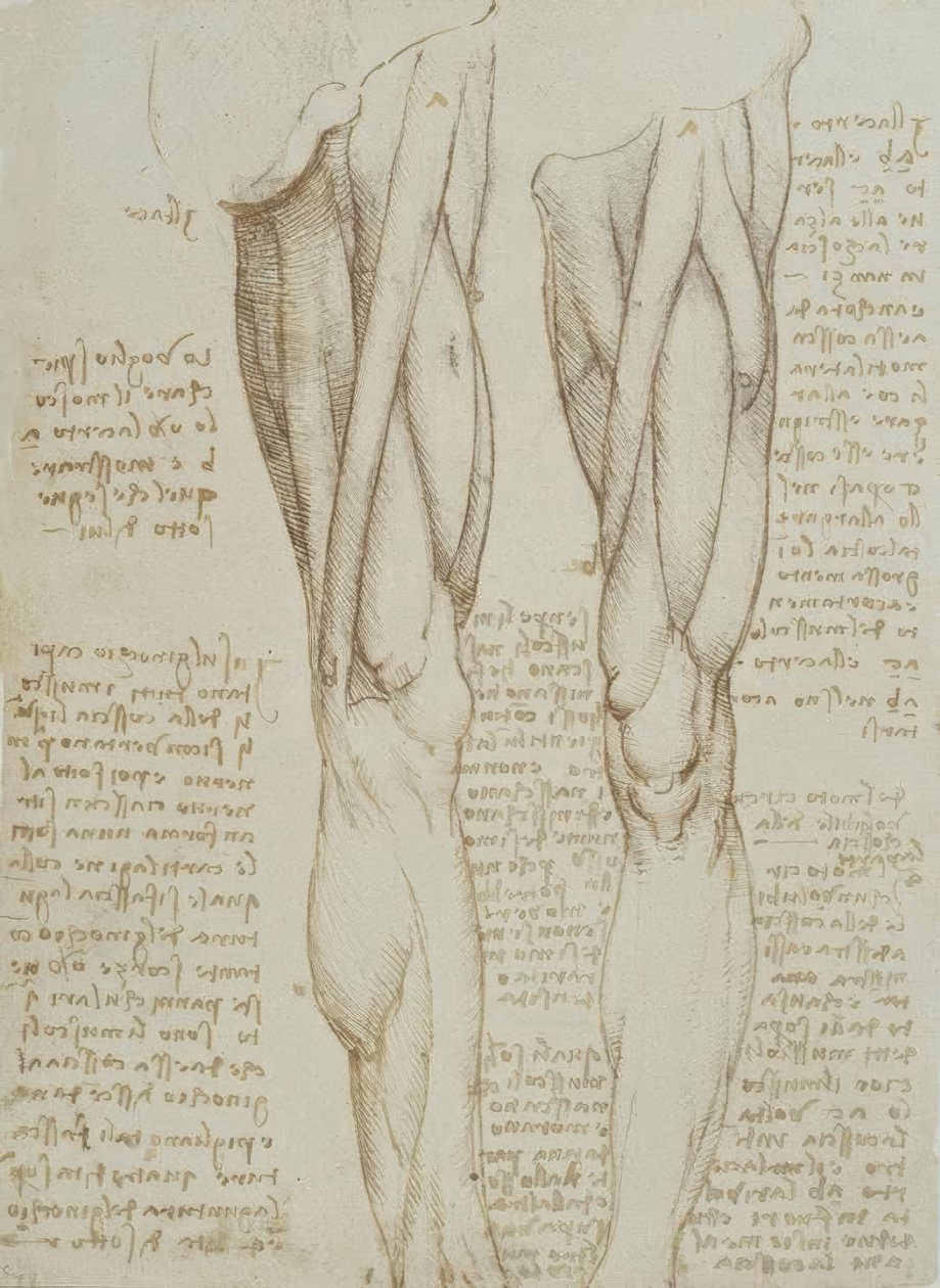 解剖学研究 作者 达芬奇（Leonardo da Vinci）