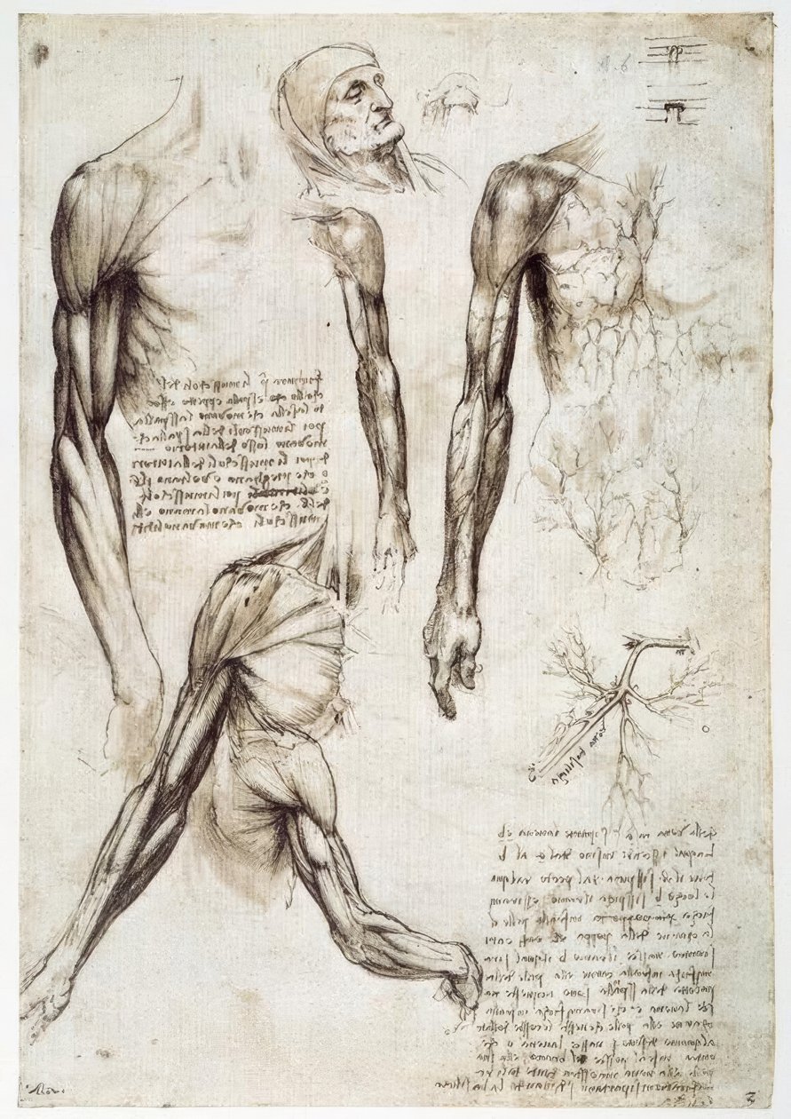 解剖学研究 作者 达芬奇（Leonardo da Vinci）