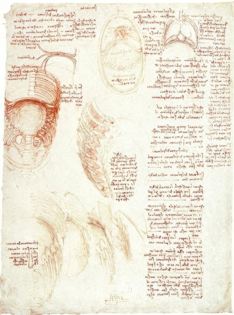解剖学：胸部和diaphragm肌 作者 达芬奇（Leonardo da Vinci）