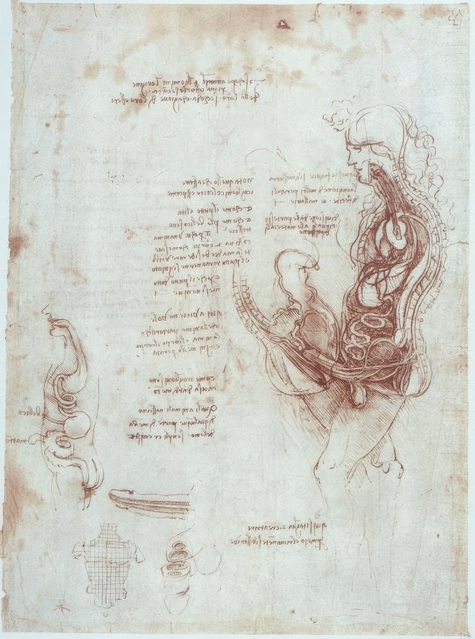 解剖学研究：纵切面正位 作者 达芬奇（Leonardo da Vinci）