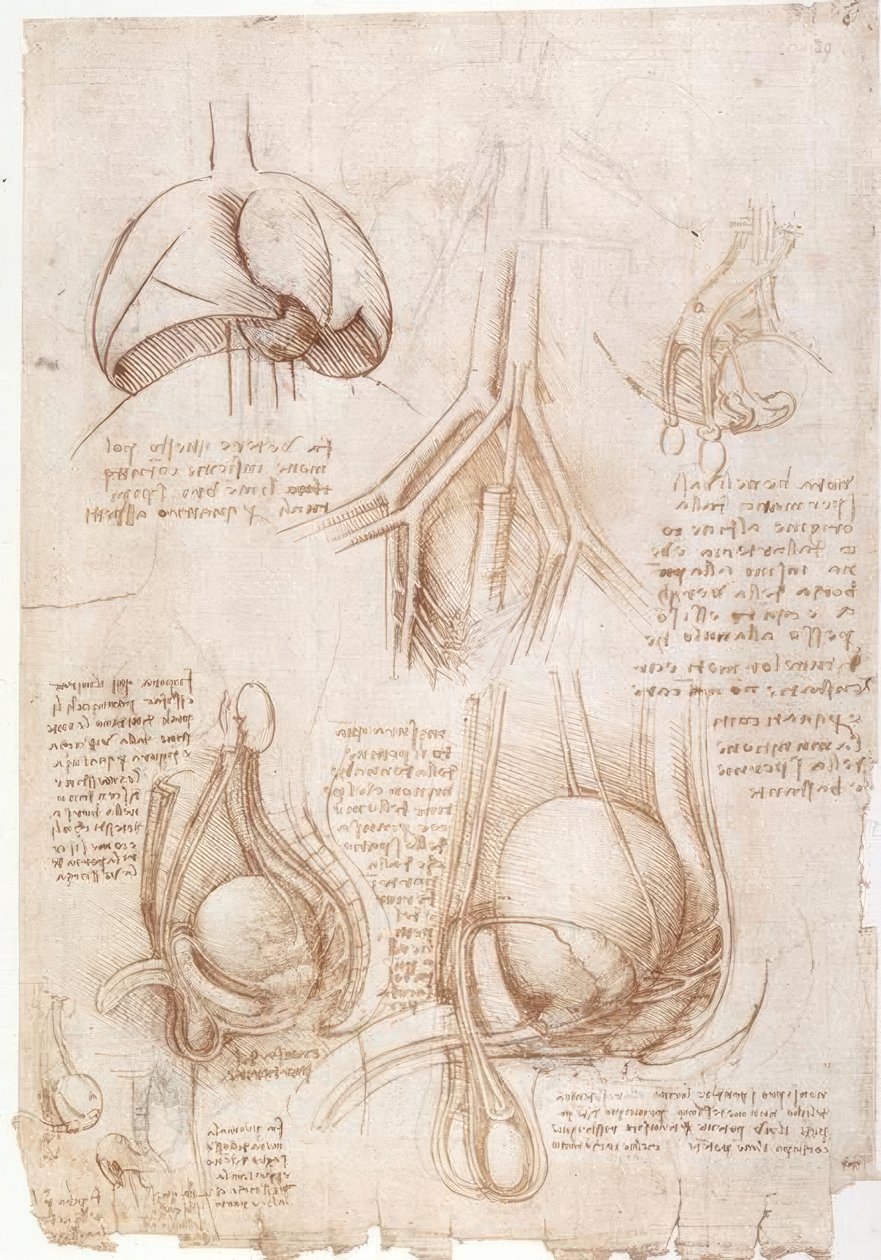 解剖学研究：肺，膀胱... 作者 达芬奇（Leonardo da Vinci）