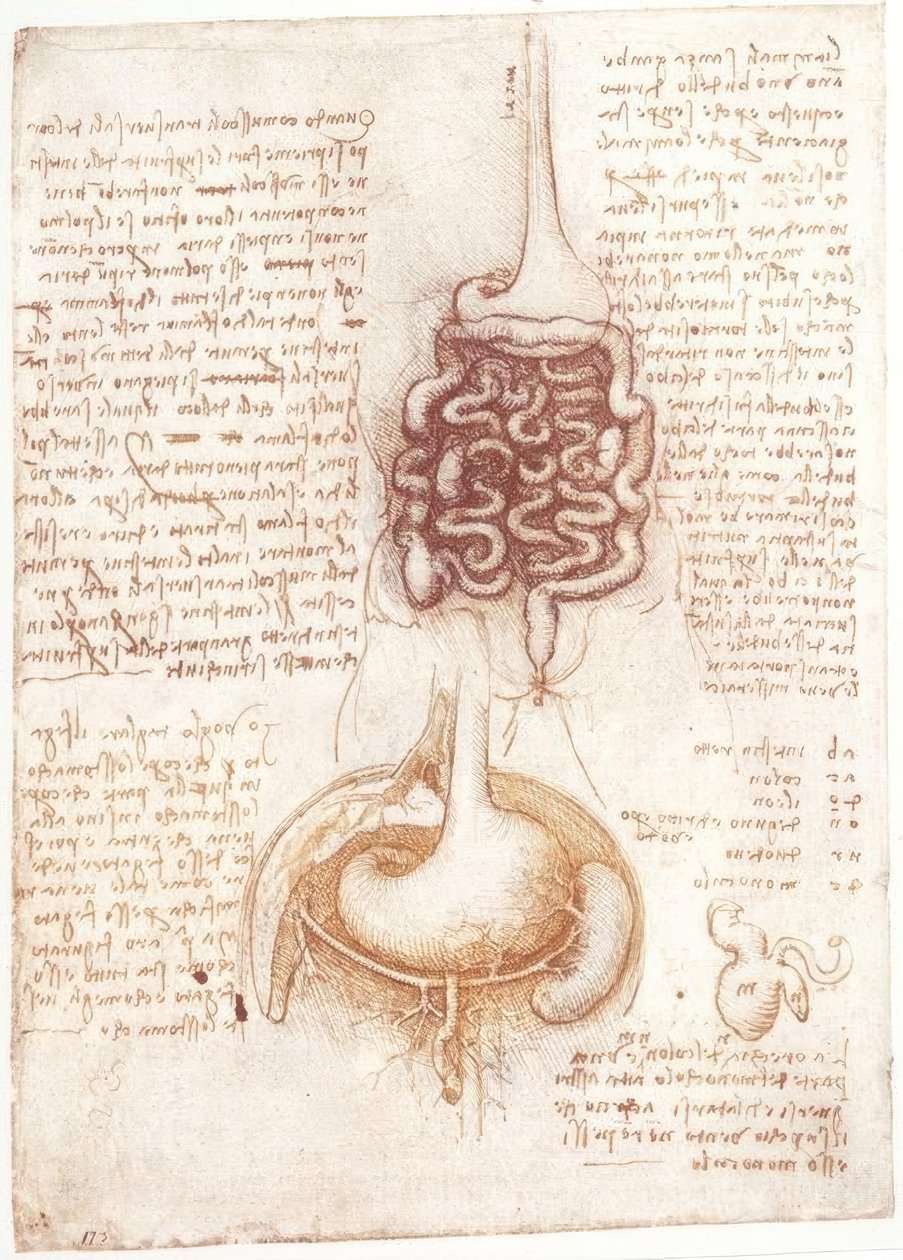 解剖学研究：消化系统 作者 达芬奇（Leonardo da Vinci）