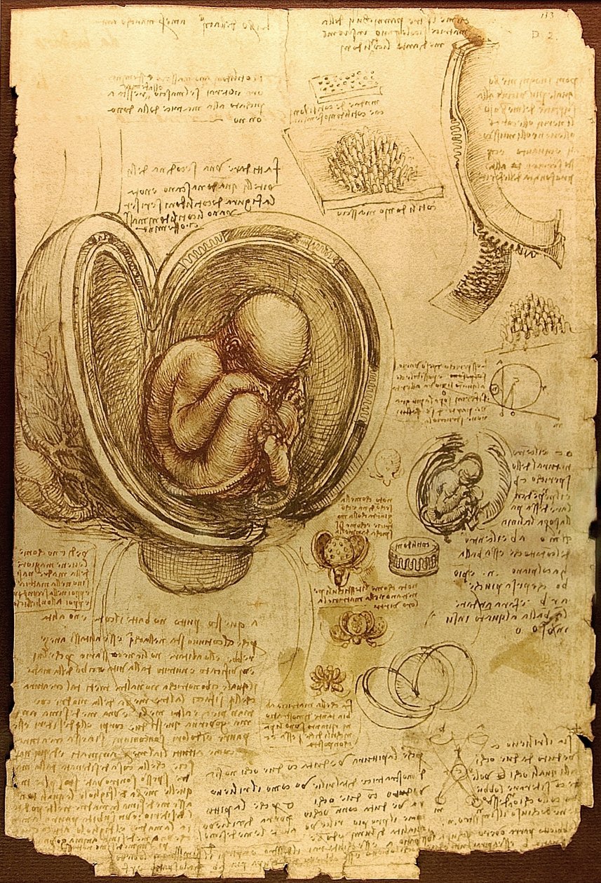 达芬奇胚胎研究Luc Viatoura 作者 达芬奇（Leonardo da Vinci）