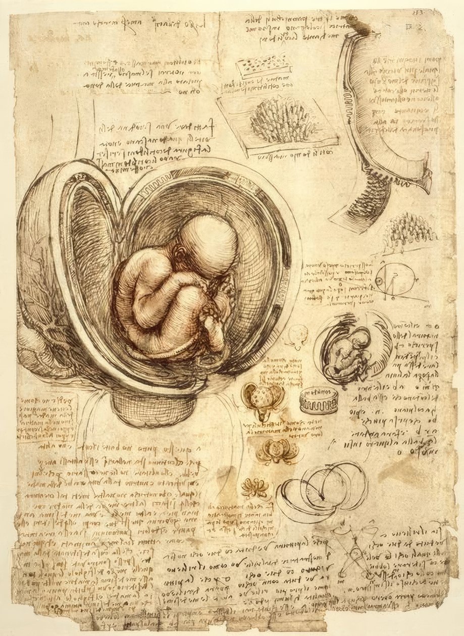 子宫中的胎儿 作者 达芬奇（Leonardo da Vinci）