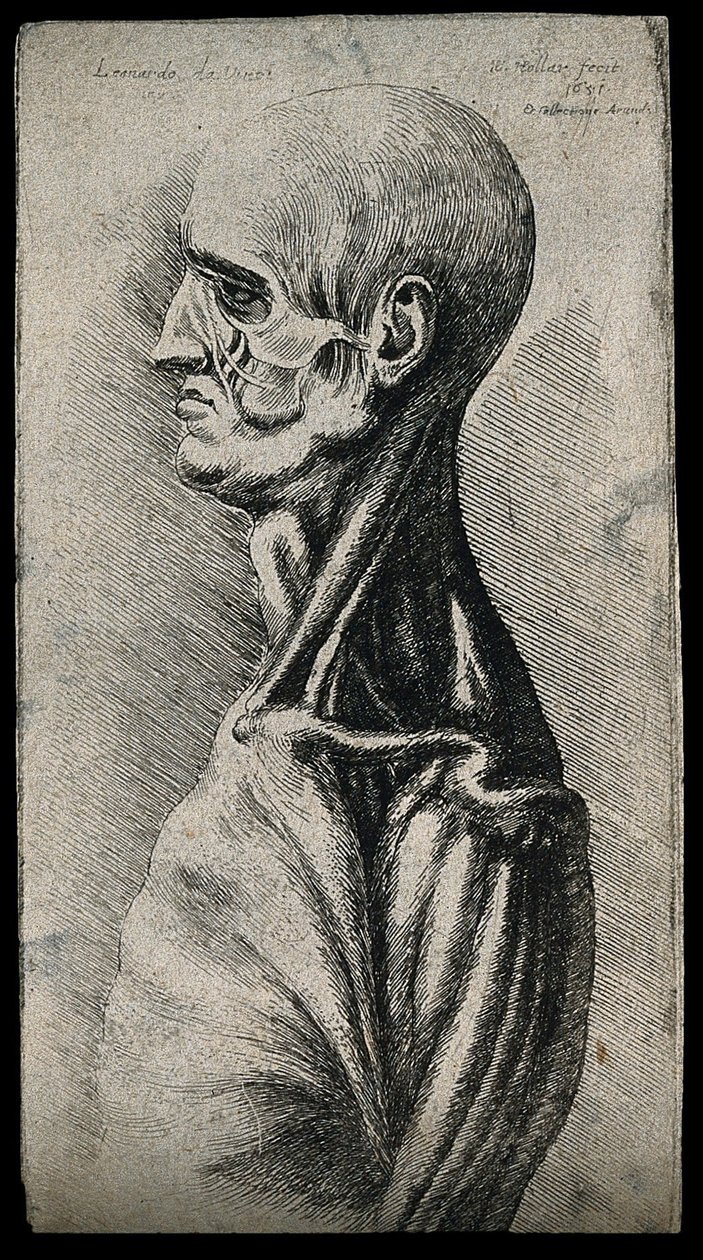 从左边看，一个男人的头和肩膀 作者 达芬奇（Leonardo da Vinci）