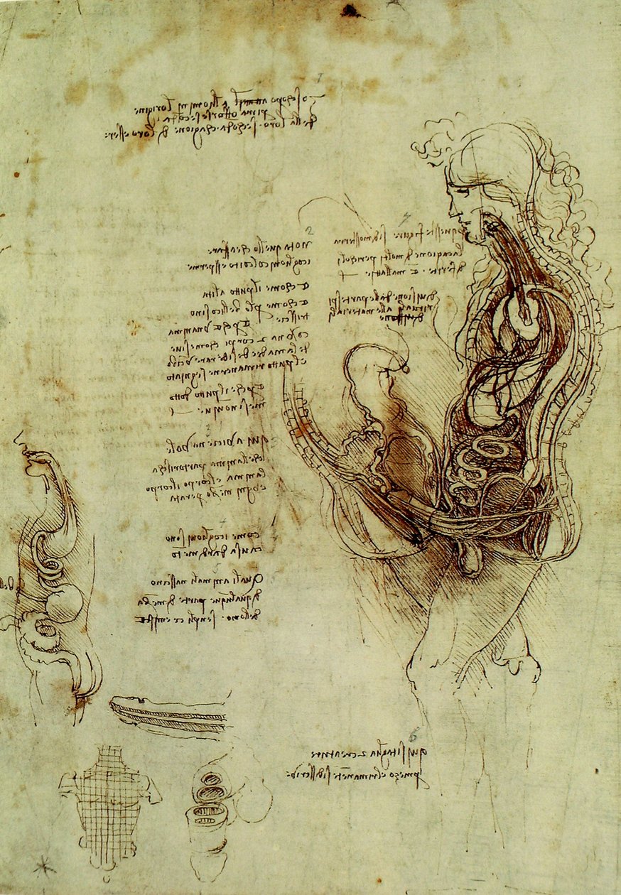Männergenitalien 作者 达芬奇（Leonardo da Vinci）