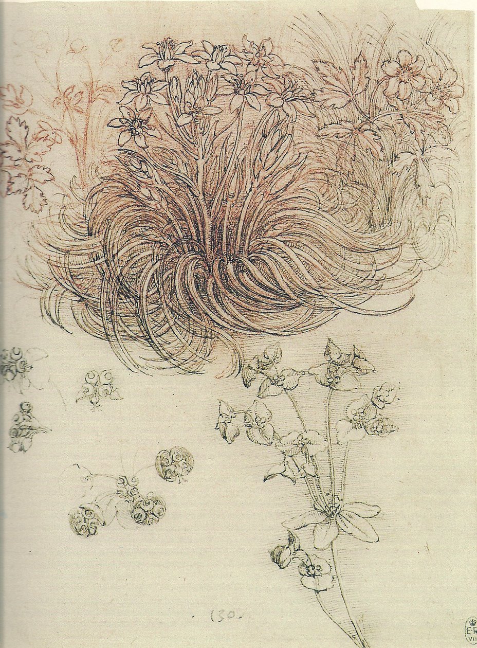 Ornithogalum（伯利恒之星） 作者 达芬奇（Leonardo da Vinci）