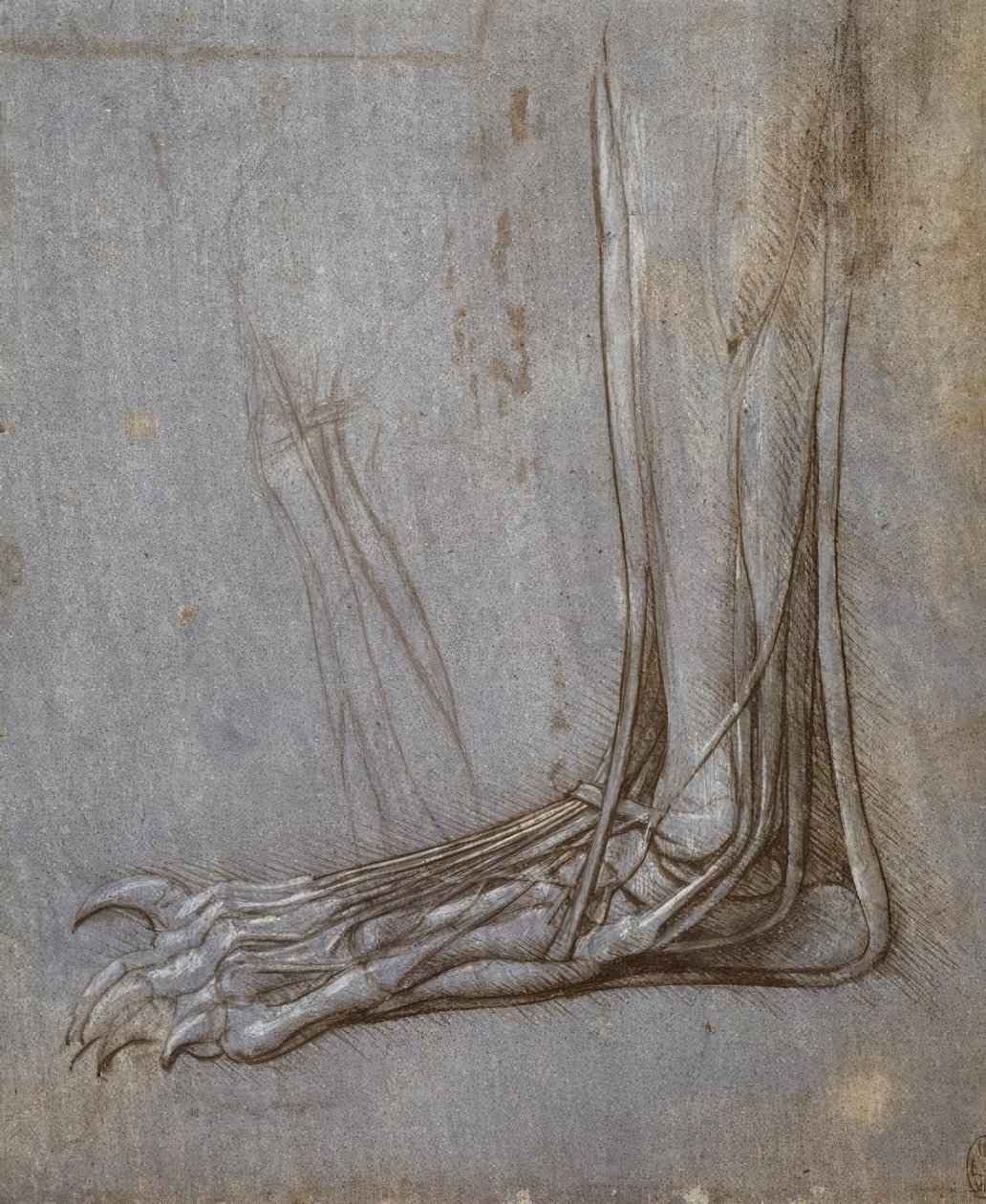 伸展熊掌脚趾的肌腱 作者 达芬奇（Leonardo da Vinci）