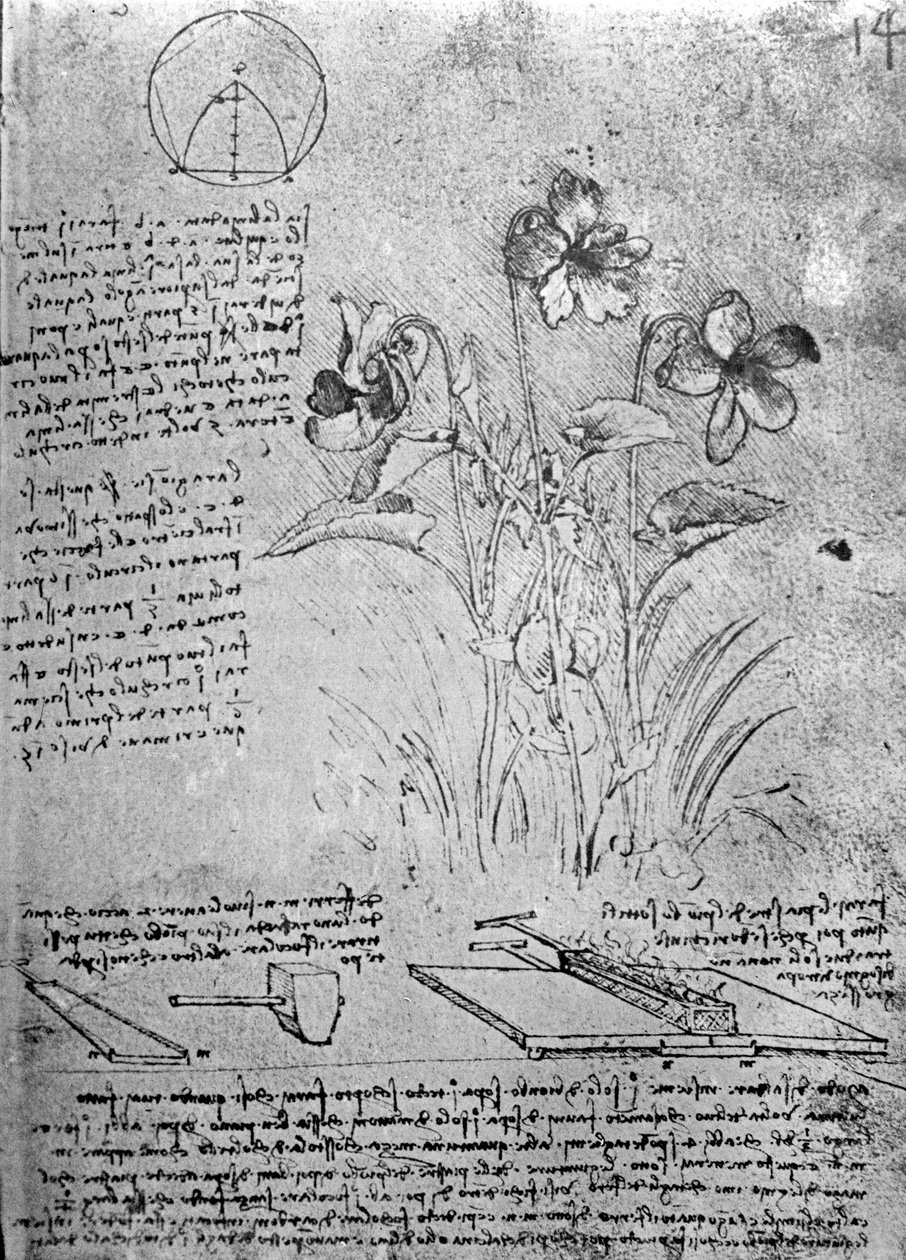 研究中提琴（Viola odorata和Viola canina），fol。 14号文件来自手稿B，c.1487-90（笔墨水在纸上） 作者 达芬奇（Leonardo da Vinci）