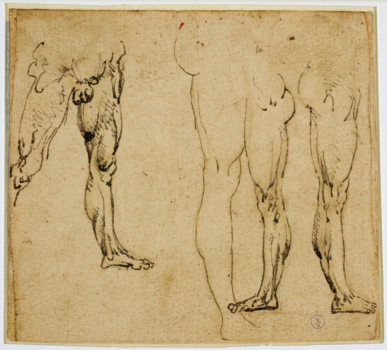 男子气概腿的研究，c。 1485-1487（钢笔和墨水，纸上有金属尖痕） 作者 达芬奇（Leonardo da Vinci）