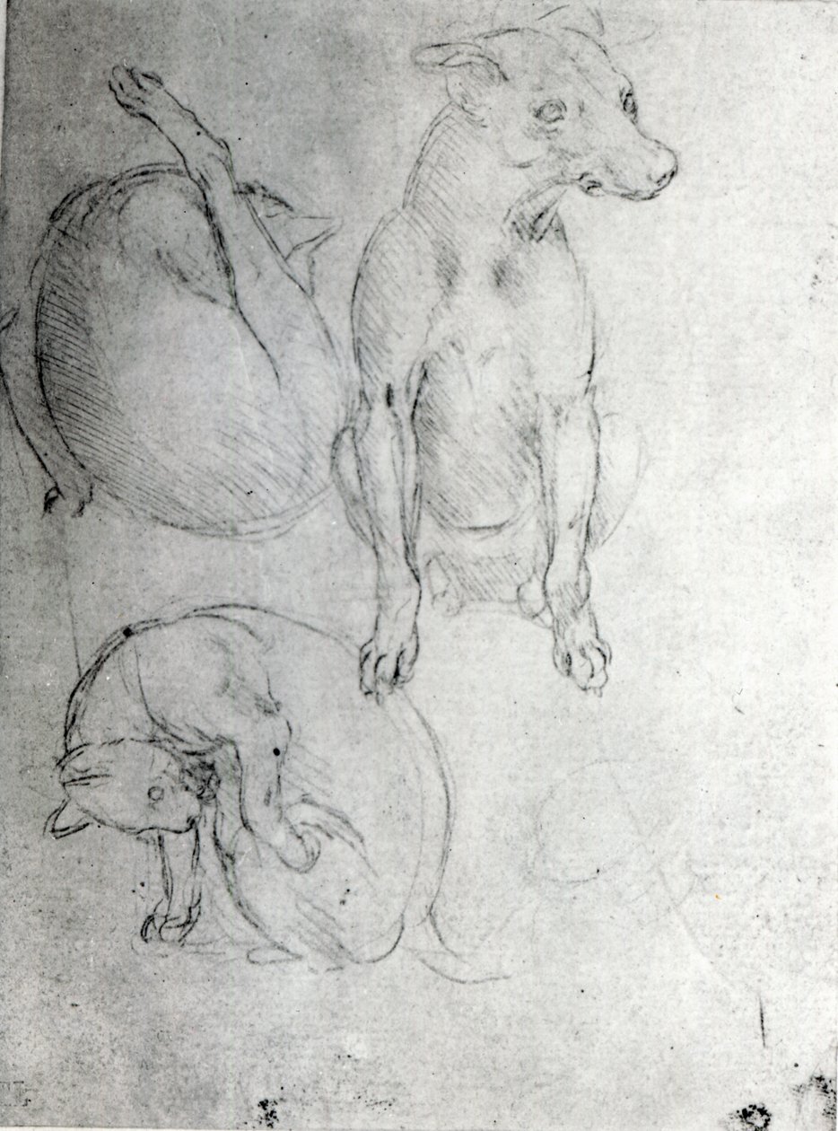 研究一只狗和一只猫，c.1480（纸上的金属点） 作者 达芬奇（Leonardo da Vinci）