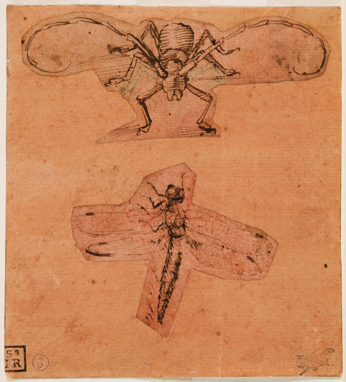 昆虫研究，c。 1480（上图）和c。 1503-1505（下图）（准备纸上的笔和墨水，图纸切出并胶合） 作者 达芬奇（Leonardo da Vinci）