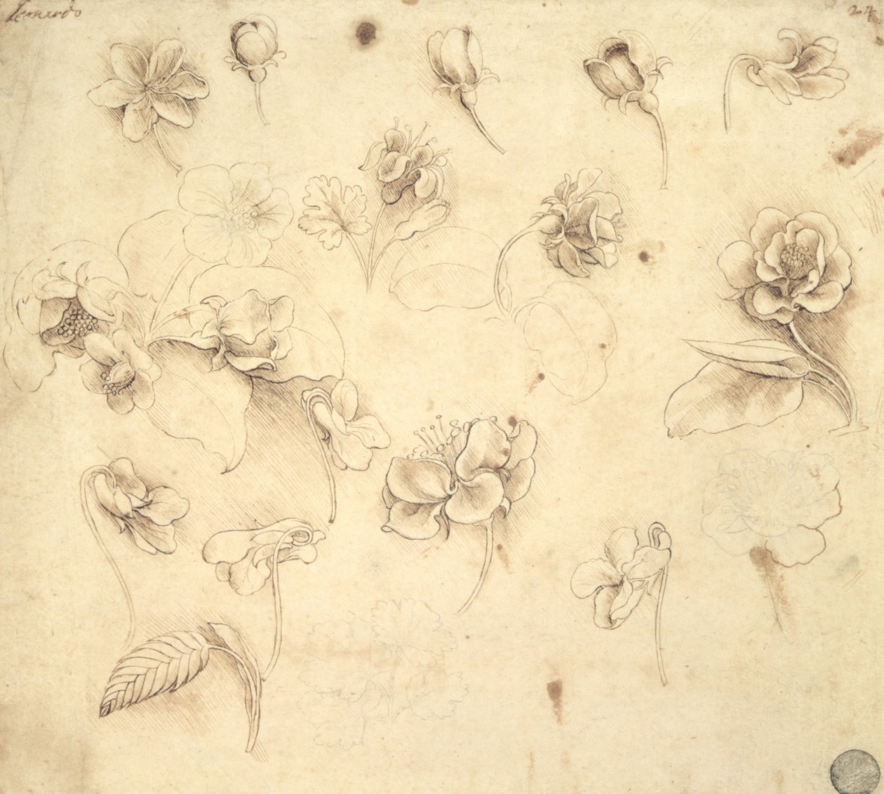 草类植物（Briza Maxima）花的研究c.1481-83 作者 达芬奇（Leonardo da Vinci）
