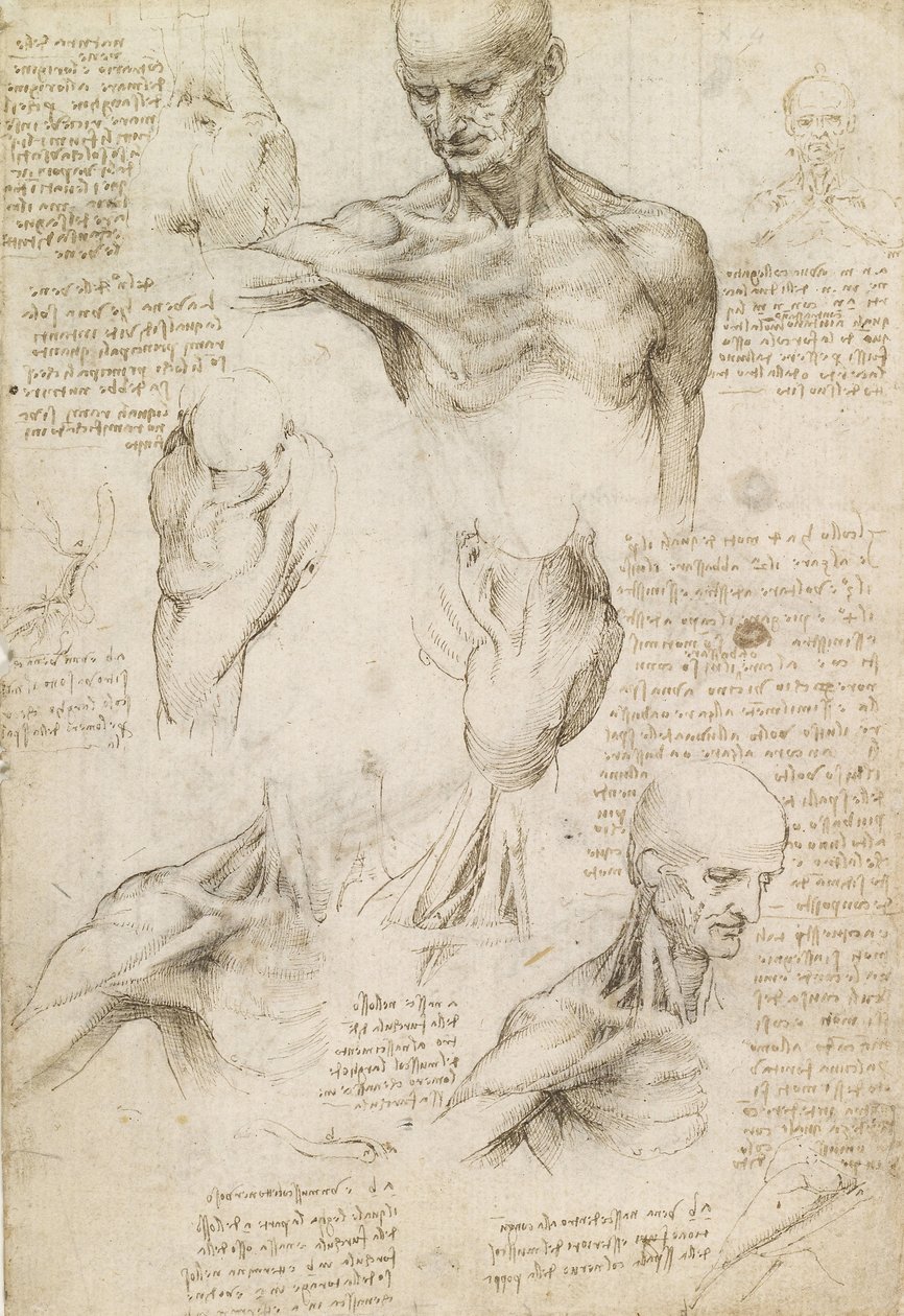 肩颈部浅表解剖（直肠） 作者 达芬奇（Leonardo da Vinci）