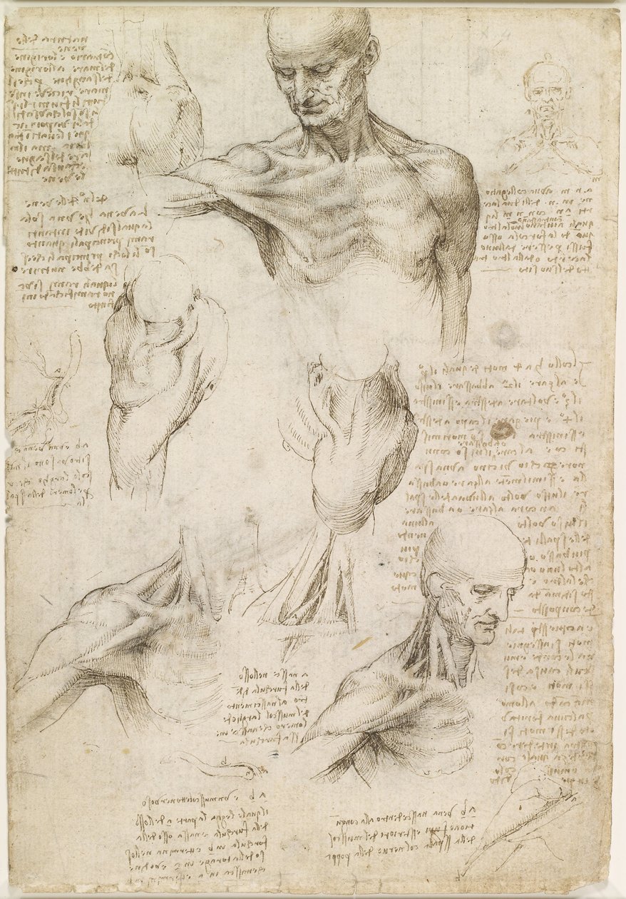 肩颈部浅表解剖（直肠） 作者 达芬奇（Leonardo da Vinci）
