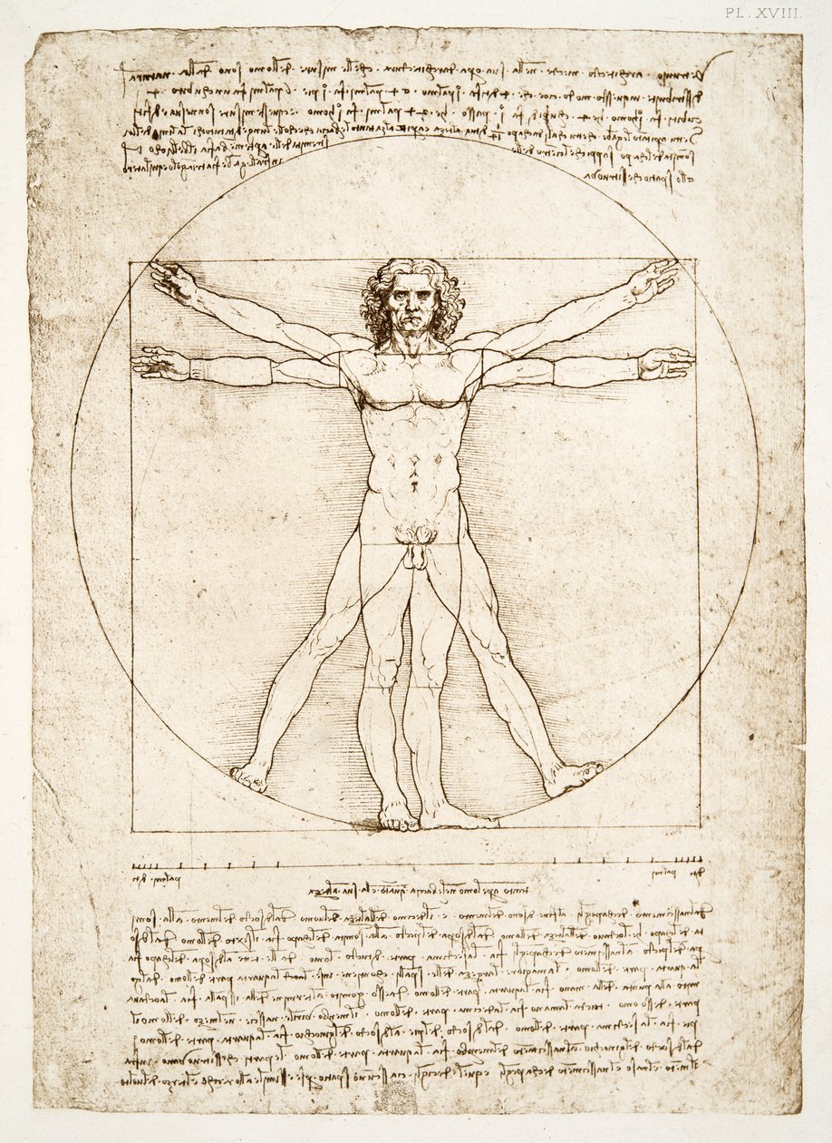 人类的比例（在Vitruvius之后），c.1492（传真） 作者 达芬奇（Leonardo da Vinci）
