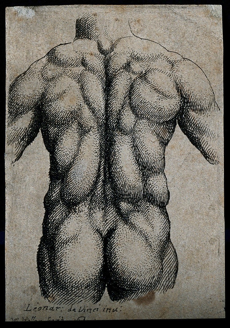 一个男人的躯干，从后面看，肌肉强调 作者 达芬奇（Leonardo da Vinci）
