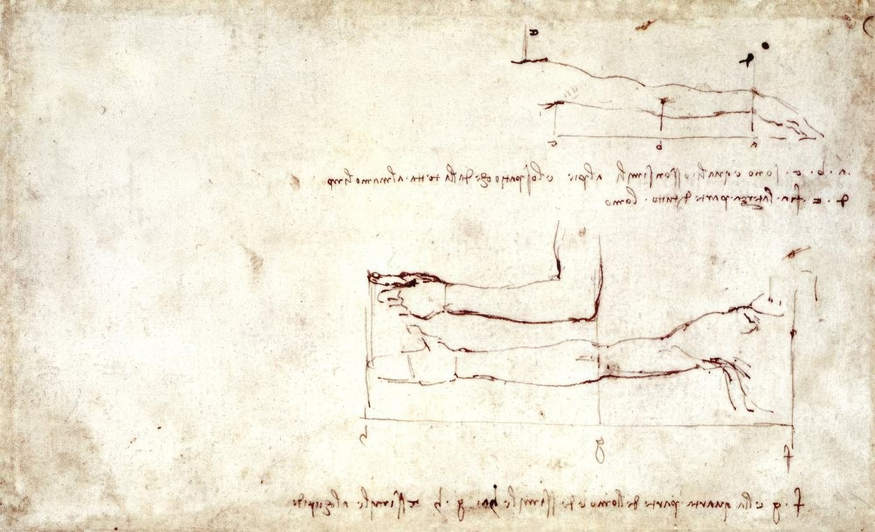 臂 作者 达芬奇（Leonardo da Vinci）