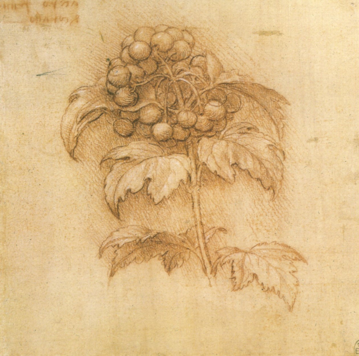 蔓越莓蓝莓 作者 达芬奇（Leonardo da Vinci）