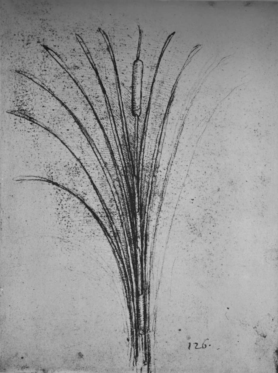 纸莎草，c1480 1945 作者 达芬奇（Leonardo da Vinci）