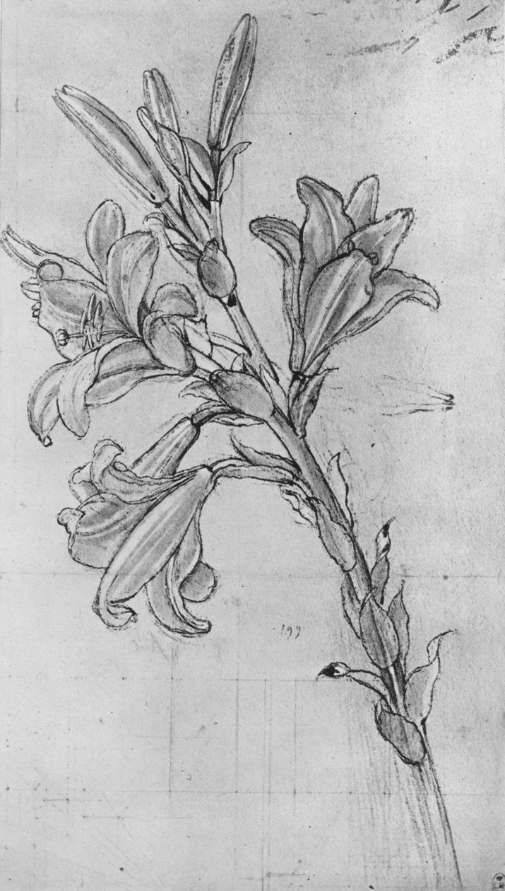 莉莉，c1480 1945 作者 达芬奇（Leonardo da Vinci）